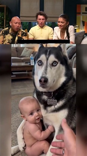 Spider-Man Cast Reacts to Sheldon the Bodyguard 😂 Funny Dog and Baby