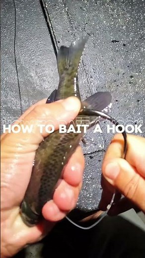 How to hook bluegill for bait!