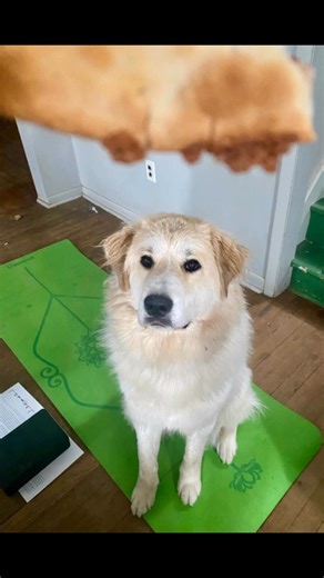 3 comments | The second round of pets that helped me in my yoga journey 殺 #yoga #dogs #cats | Yoga With Friends | Facebook