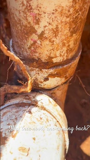 Why Do Tree Roots Keep Coming Back in Your Sewer Line? 🌳🚽