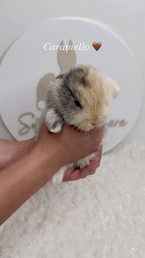 Adorable Baby Bunnies Growing Up | Four Weeks of Cuteness!