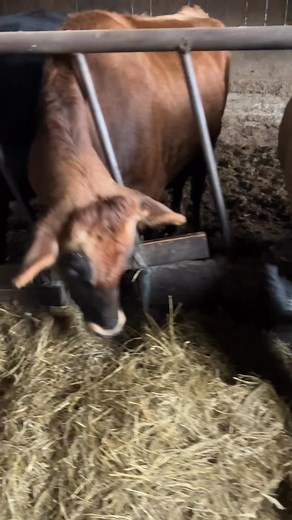 1.6K views · 28 reactions | Happy Cows making me some fertilizer | Sutherland Farm | Facebook