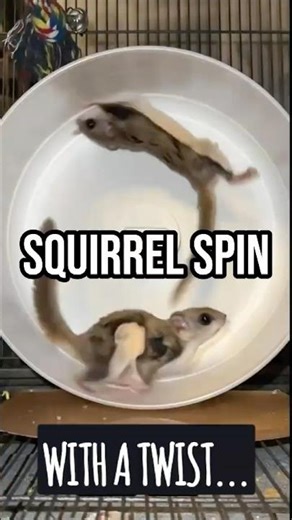 Flying Squirrel Attempts Wheel Entry, Succeeds Spectacularly