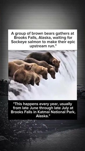 Brown Bears vs Sockeye Salmon Nature's Greatest Fishing Season
