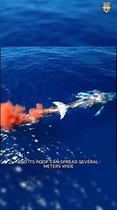 The blue whale’s poop is so massive it looks like a red-orange ocean cloud. Nature is wild. 🐋 #bluewhale #WeirdNature #wildlifecurious #animalworld #animalfacts | Animal World