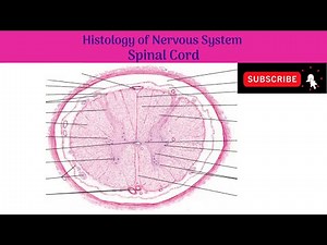 Histology of Spinal Cord | Grey & White Matter | Anterior Grey & Posterior Grey Columns