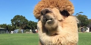 Pet alpaca
