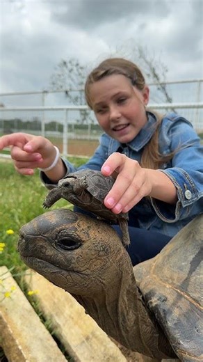 The difference in size between these two Aldabra tortoises is remarkable - how amazing is the pair!