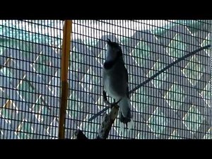 A Young Blue Jay Mimicking the Call of a Red-tailed Hawk