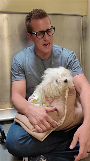 Why is Your Dog Scared? Understanding Fearful Pups #shorts