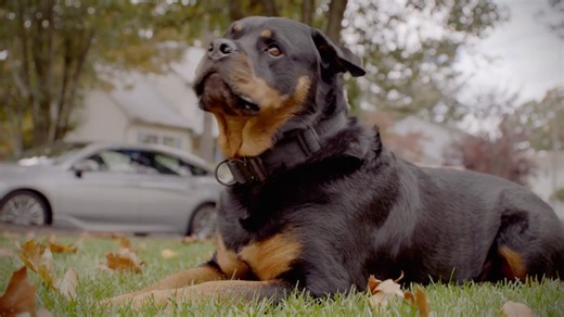 This Rottweiler may look intimidating, but he's got a heart of gold. | American Kennel Club