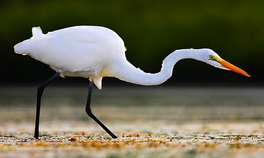 Heron Symbolism & Meaning (+Totem, Spirit & Omens)