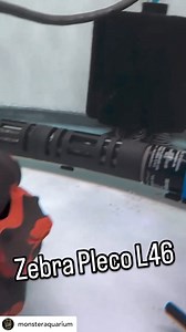 @monsteraquarium The zebra pleco (Hypancistrus zebra) is a stunning and highly sought-after freshwater catfish native to the Xingu River in Brazil. Known for its striking black and white stripes, resembling the pattern of a zebra, this small pleco species is a prized addition to any aquarium. Despite its modest size, the zebra pleco is relatively shy and prefers a well-structured tank with plenty of hiding spots, such as caves and driftwood. It is a peaceful fish, best kept in a species-only set