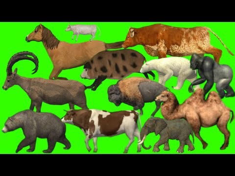 Green screen animals video | Animals zoo video | Animals stampede video | Stampede green screen