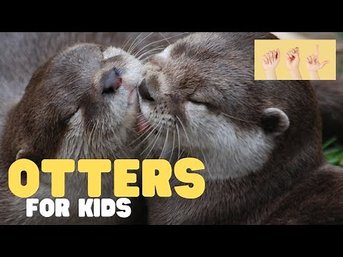 ASL Otters for Kids
