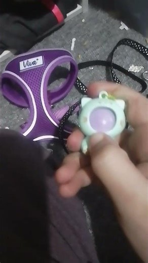 Getting Milo ready for training