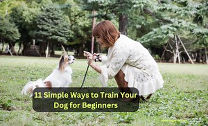 11 Simple Ways To Train Your Dog For Beginners   Video | 2025
