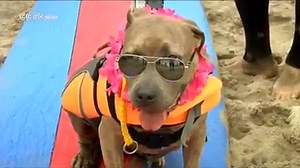 95K views · 4.5K reactions | Dogs ride the waves at a California surf dog competition More than 50 dog surfers of all breeds and sizes joined an annual dog surfing competition in California. The canine contestants were judged on their skills, the duration of the ride and their confidence while riding by a panel of professional surfing judges. | CGTN | Facebook