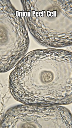 Cell Structure #science #chemistry #education #experimnent #biology #Cell