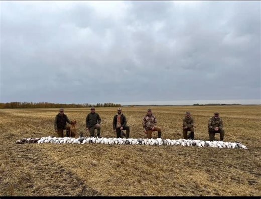 Top Gun Guide Service on Instagram: "2025 Fall Saskatchewan / North Dakota highlights Now booking Spring Snow Goose Hunts 2026 NE Arkansas Newport / Jonesboro / Stuttgart Feb 1-March 5 Mound City Missouri Feb 20-March 16th (since 2001 great fields all around Squaw creek(Loess)and Nodaway) Highest concentration of geese on one refuge Aberdeen / Huron South Dakota March 10-April 5 (since 2001) Jamestown /Devils Lake ND April 1-25th (since 2006) Lowest outfitter pressure location in USA Quill Lake 