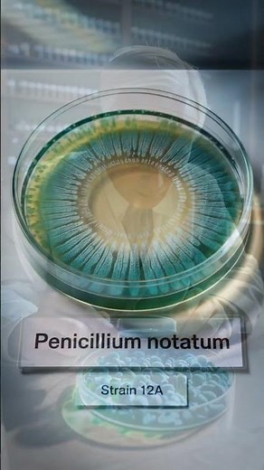 The Accidental Discovery of Penicillin (1928) | How Alexander Fleming Changed Medicine Forever