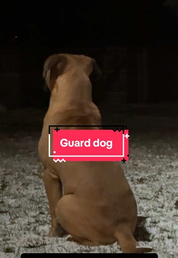 Big Baby Bullmastiff: Guard Dog with a Gentle Heart