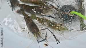 4K Live blue river prawn swimming in fish market