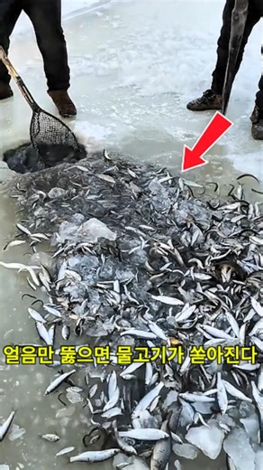 얼음만 뚫으면 물고기가 쏟아진다