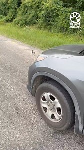 33K views · 1.1K reactions | Cat House on Reels | Facebook