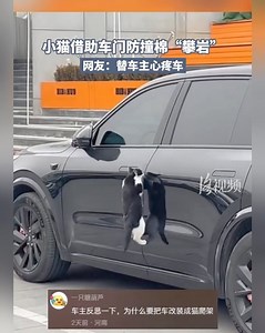 The kitten scaled the car door, using the soft anti-collision padding as its footholds😹 #funnyvideo #cat #car | Shanghai Daily 上海日报