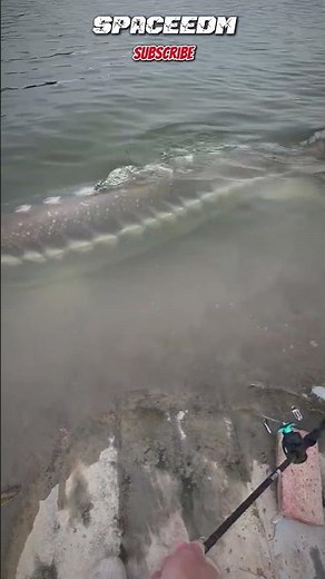 LOOK AT THIS! HOW TO USE FISHING ROD PROPERLY