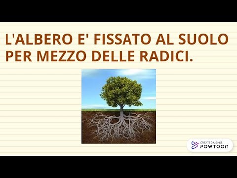 SCOPRIAMO GLI ALBERI E LA LORO IMPORTANZA - BREVE VIDEO DIDATTICO