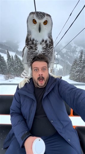 Hedwig, take my photo again part 2😂 #winter #owl #shorts #youtubeshorts #viral #snow #skiing #hedwig