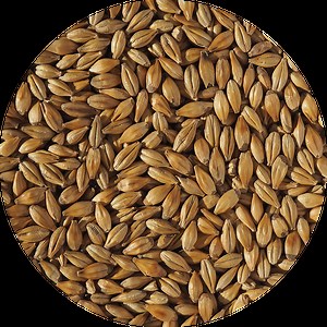 Cara Gold Malt | Crisp Malt | Fruity, Toffee Notes For Golden Ales