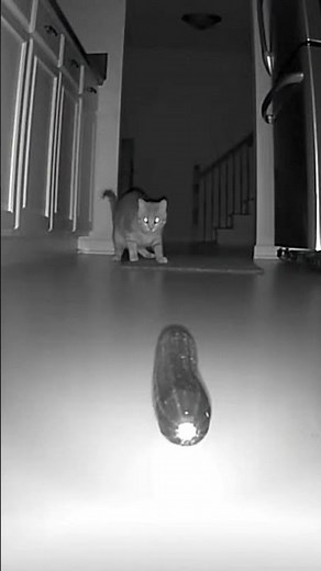 Why Are Cats Afraid of Cucumbers? (Funny Cat Reaction)