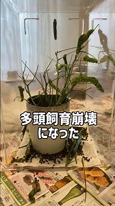 多頭飼育崩壊⚠️ レモンの木にいたアゲハ幼虫を、40匹全員保護したら、、