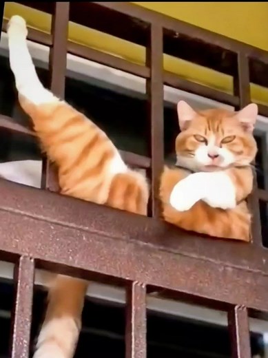 🤣Funny Animals 2026🤣Funny Cats Video🐱 part-179 #funnyanimals #funny #funnycats