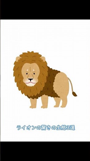ライオンの驚きの生態3選 #ライオン #動物 #雑学 #動物雑学 #百獣の王 #豆知識