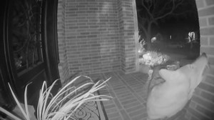 Coyote Caught on Camera Stealing Candy While House Cat Watches