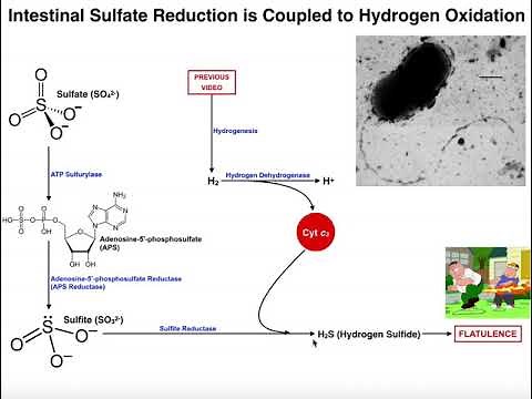 Intestinal Sulfate Reduction to H2S by Sulfur-Reducing Bacteria
