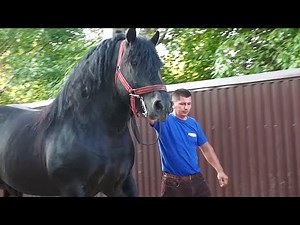 Stud stallion Bogdan from Păltinoasa - Suceava 2022