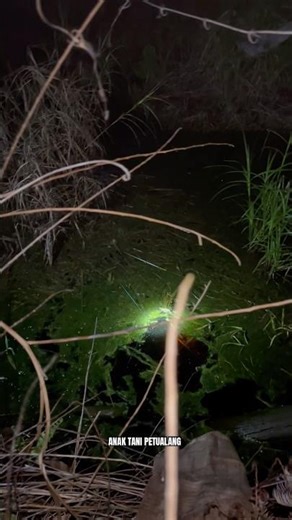 Wild Fishing Fight The Fish Hits Hard