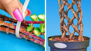 179K views · 1.1K reactions | Clever plant hacks and diy gardening ideas: | 5-Minute Crafts Play | Facebook