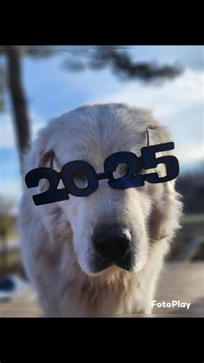 2025 - Scarlett joined the barnyard family this year. Although Stripey, Patches, Blizzard, and Oreo, all set foot on the ranch in 2024, 2025 is when they learned they were safe here. It was also the year when we added five kittens! Simba, Grayson, Salem, Boots, and Socks were born. The kittens and Patches were spayed/neutered, making this the first and last litter of kittens born at Red Tail Ranch. We are thankful to all of you for following along with our family. ❤️ | Red Tail Ranch