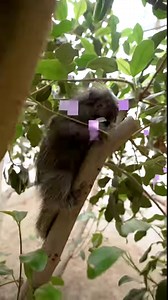 81K views · 2.7K reactions | Take a page out of Nipho's book. Pach away the umbrellas and go play in the rain. ☔ #Elephant #Elefun #Rain #SanDiegoZoo | San Diego Zoo | Facebook