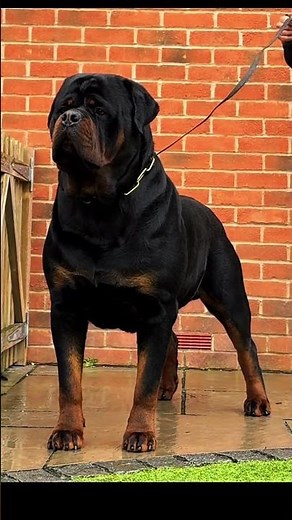 Doberman vs Rottweiler Who Wins the Showdown