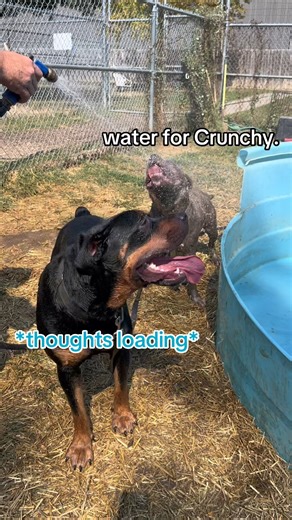 8.7K views · 155 reactions | Otto, Crunchy, and Milo made a new discovery today... the hose! They had mixed reviews. | Nebraska Humane Society | Facebook