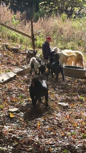 Dinner Time #goat #dog #agriculture #dinner