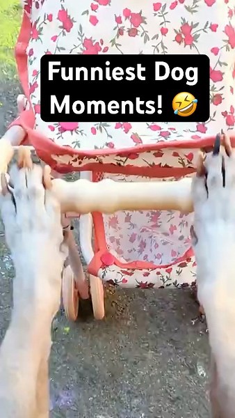 My Dog’s Funniest 3 Moments! Part 1 😂🐶 #FunnyDogs #DogShorts #Comedy