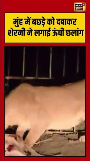 Lion Viral Video | मुंह में बछड़े को दबाकर शेरनी ने लगाई ऊंची छलांग | #lion | #viralnews | #shorts